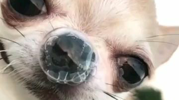有些狗,看上去就是一副不太聪明的亚子!